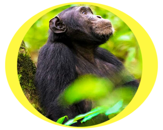 chimpanzee_in_uganda
