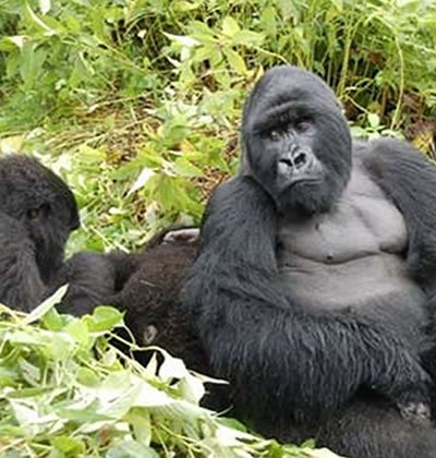 Mountain Gorilla in Uganda